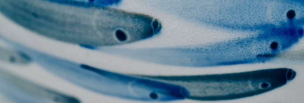 Close-up of blue and white ceramic plate with decorative patterns